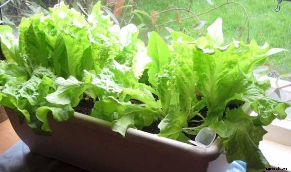 Lettuce Cultivation Information Guide