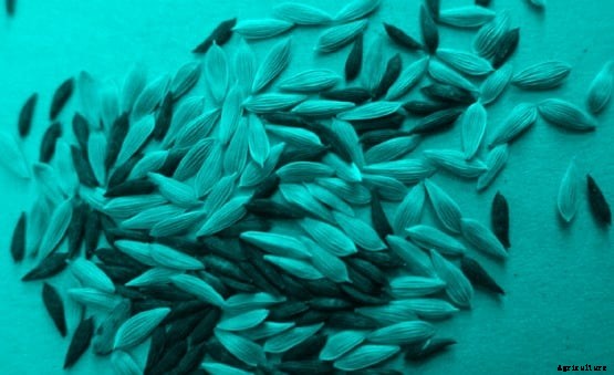 Lettuce Cultivation Information Guide