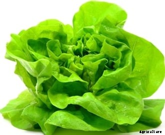Lettuce Cultivation Information Guide