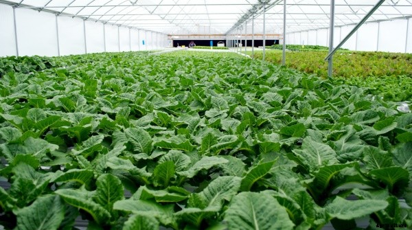 Lettuce Cultivation Information Guide