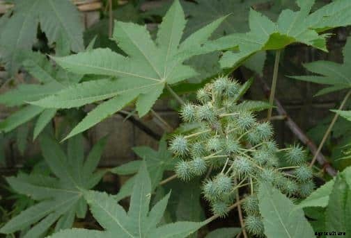 Castor Cultivation Information Guide