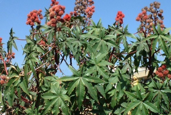 Castor Cultivation Information Guide