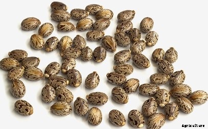 Castor Cultivation Information Guide