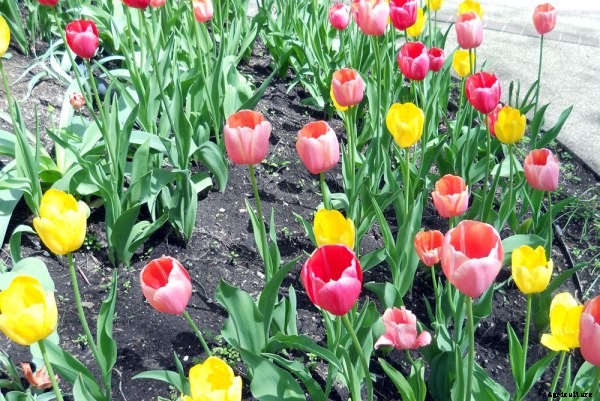 Tulip Cultivation Information Guide