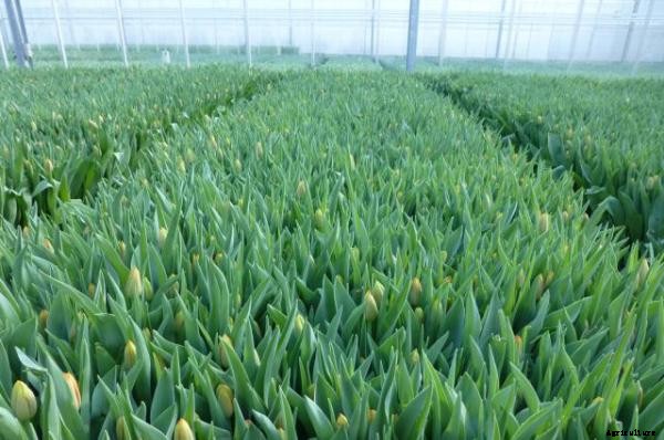 Tulip Cultivation Information Guide