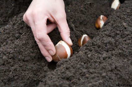 Tulip Cultivation Information Guide