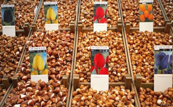 Tulip Cultivation Information Guide