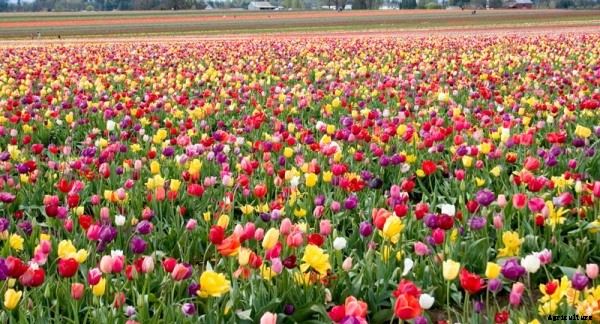 Tulip Cultivation Information Guide