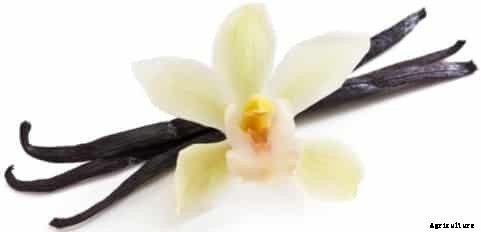 Vanilla Cultivation Information Guide