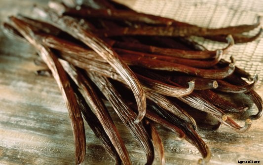 Vanilla Cultivation Information Guide