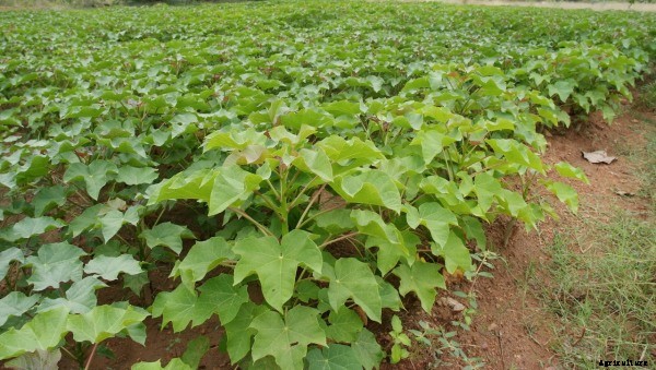 Jatropha Cultivation Information Guide