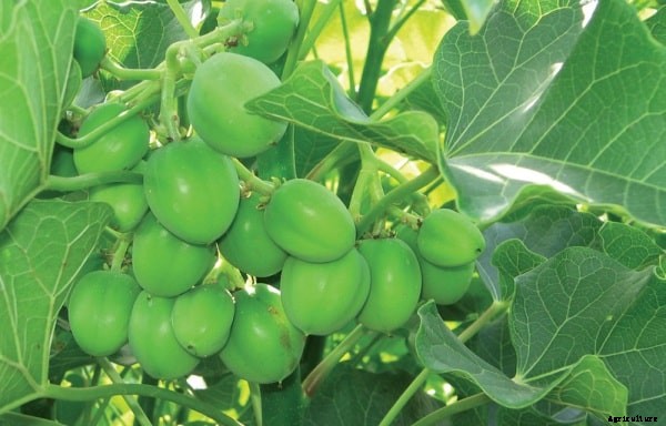 Jatropha Cultivation Information Guide