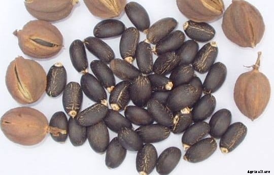 Jatropha Cultivation Information Guide