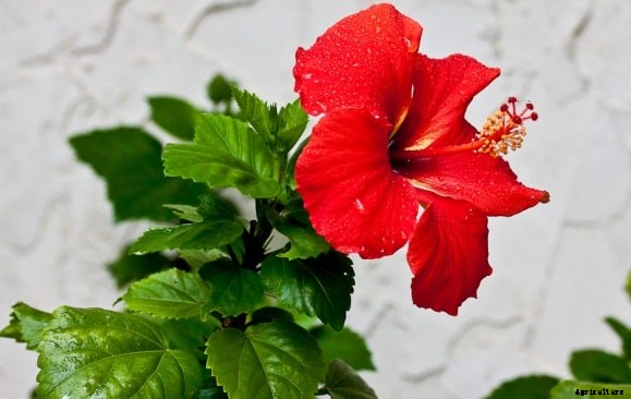 Hibiscus Cultivation Information guide