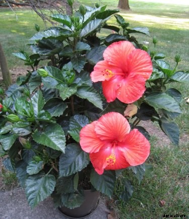 Hibiscus Cultivation Information guide