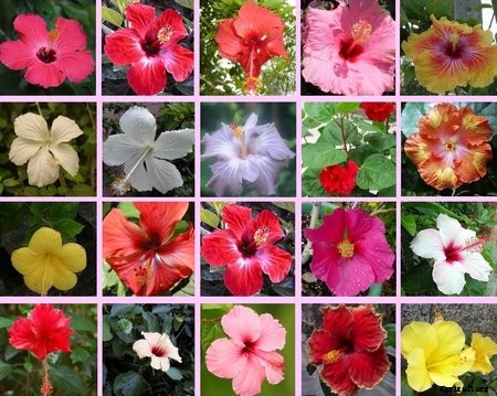Hibiscus Cultivation Information guide