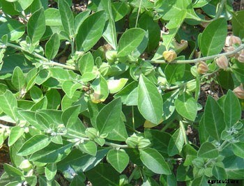 Ashwagandha Cultivation, Planting, Care and Harvesting