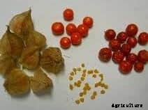 Ashwagandha Cultivation, Planting, Care and Harvesting