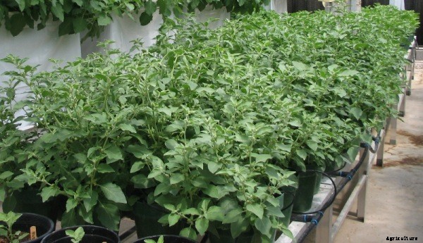 Ashwagandha Cultivation, Planting, Care and Harvesting