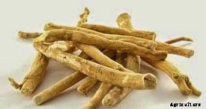 Ashwagandha Cultivation, Planting, Care and Harvesting