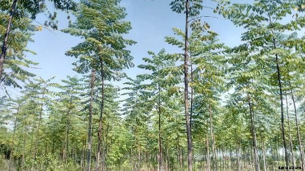 Malabar Neem Project Report Details Guide