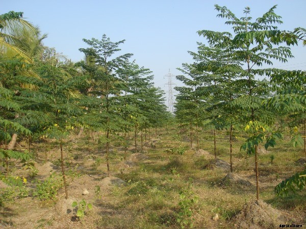 Malabar Neem Project Report Details Guide