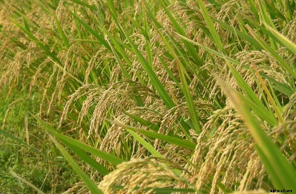 Rice Cultivation Information Guide