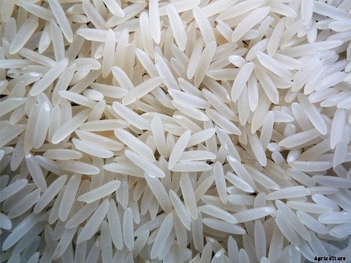 Rice Cultivation Information Guide