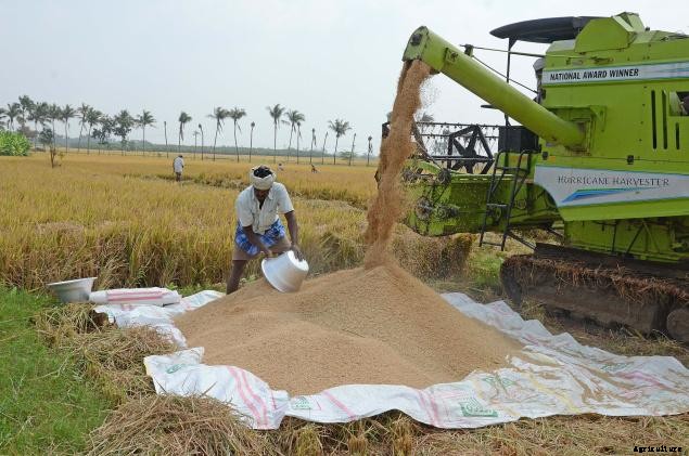 Rice Cultivation Information Guide