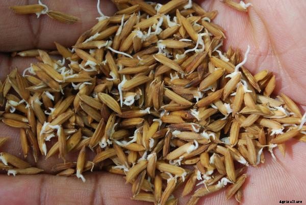 Rice Cultivation Information Guide