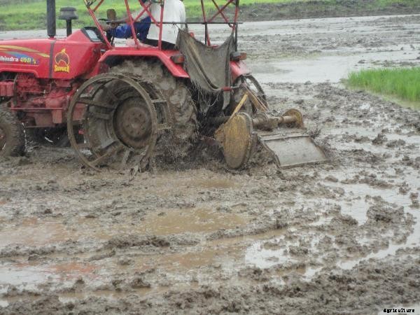 Rice Cultivation Information Guide