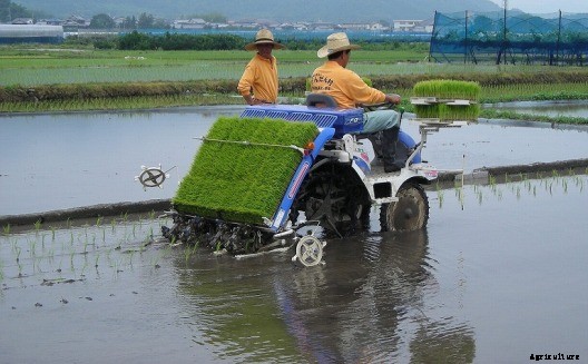 Rice Cultivation Information Guide