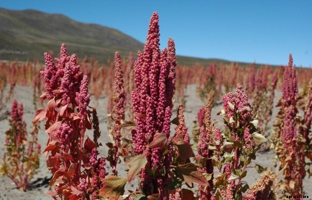 Quinoa Farming Information Guide For Beginners