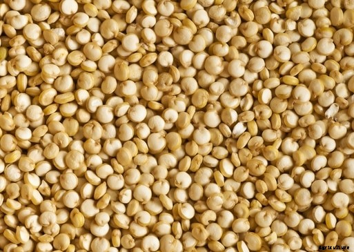 Quinoa Farming Information Guide For Beginners