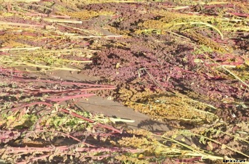 Quinoa Farming Information Guide For Beginners