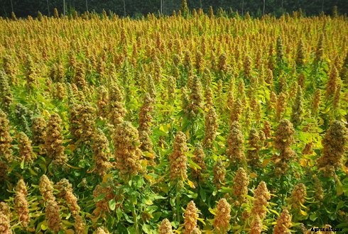 Quinoa Farming Information Guide For Beginners