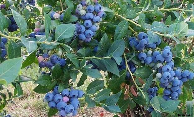 Blueberry Farming Information Guide