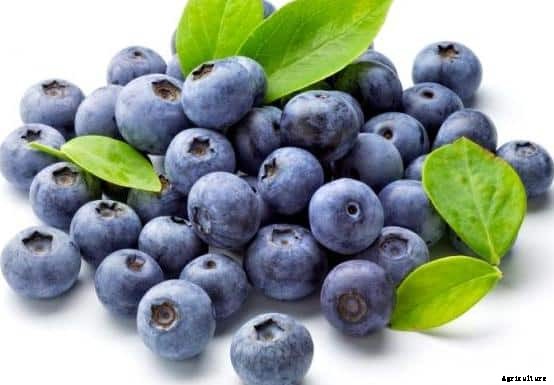 Blueberry Farming Information Guide