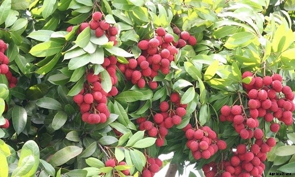 Litchi Fruit Farming Information Guide