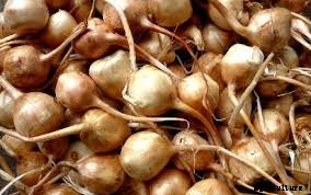 Saffron Farming Information Guide For Beginners