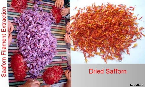 Saffron Farming Information Guide For Beginners