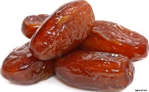 Dates Farming Information Guide