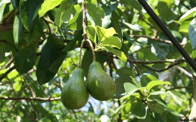 Avocado Fruit Farming Information Guide