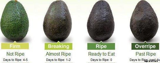 Avocado Fruit Farming Information Guide