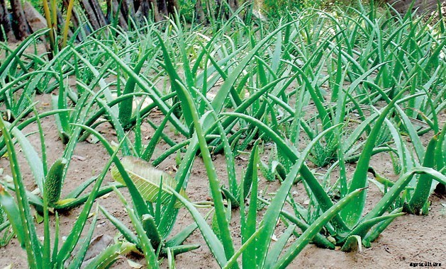 Aloe Vera Farming Information Guide For Beginners