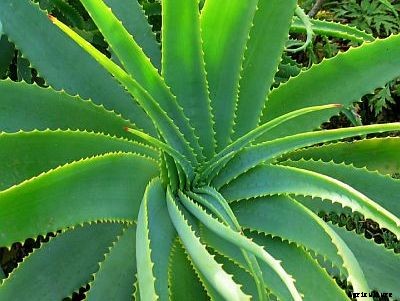 Aloe Vera Farming Information Guide For Beginners
