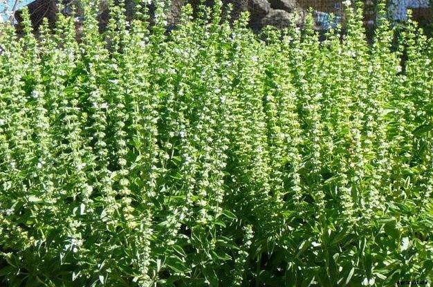 Tulsi Farming Information (Basil) Guide