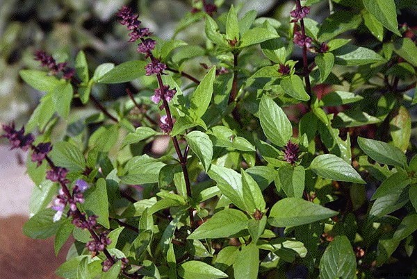 Tulsi Farming Information (Basil) Guide