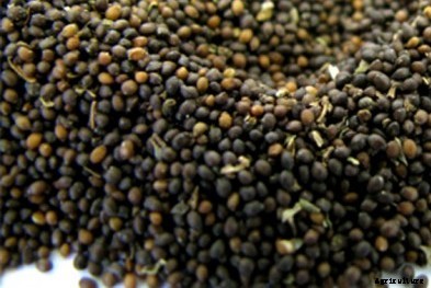 Tulsi Farming Information (Basil) Guide