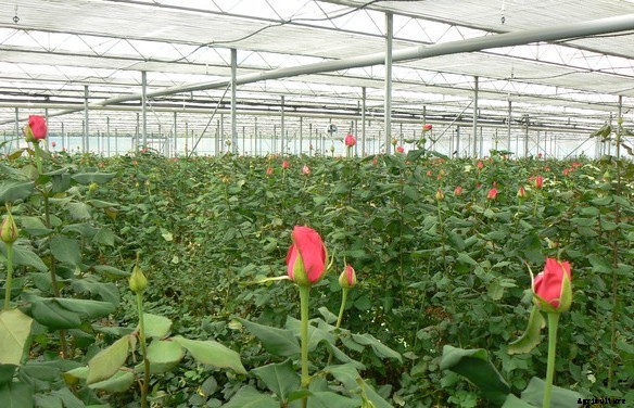 Greenhouse Cost and Profit Details Guide